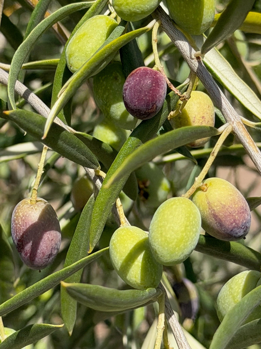 Fruit Readiness Workshop